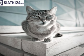 Siatki Ostróda - Siatka na balkony dla kota i zabezpieczenie dzieci dla terenów Ostródy